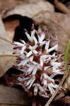 Allegheny spurge